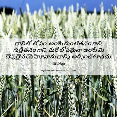 Picture 06 - ద్వితీయోపదేశ కాండము 15:21 TELIRV - దానిలో లోపం, అంటే - Bible Verse Picture