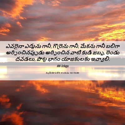 Picture 06 - ద్వితీయోపదేశ కాండము 18:3 TELIRV - ఎవరైనా ఎద్దును - Bible Verse Picture