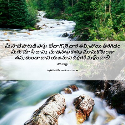 Picture 06 - ద్వితీయోపదేశ కాండము 22:1 TELIRV - మీ సాటి పౌరుడి - Bible Verse Picture
