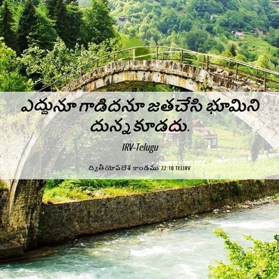 Picture 06 - ద్వితీయోపదేశ కాండము 22:10 TELIRV - ఎద్దునూ గాడిదనూ - Bible Verse Picture