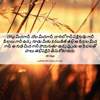 Picture 06 - ద్వితీయోపదేశ కాండము 22:6 TELIRV - చెట్టు మీదగానీ, - Bible Verse Picture
