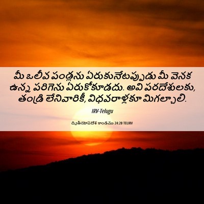 Picture 06 - ద్వితీయోపదేశ కాండము 24:20 TELIRV - మీ ఒలీవ పండ్లను - Bible Verse Picture