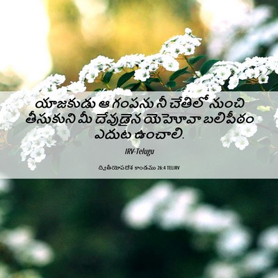 Picture 06 - ద్వితీయోపదేశ కాండము 26:4 TELIRV - యాజకుడు ఆ గంపను నీ - Bible Verse Picture