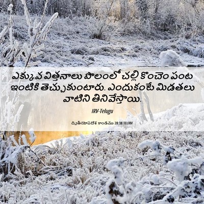 Picture 06 - ద్వితీయోపదేశ కాండము 28:38 TELIRV - ఎక్కువ విత్తనాలు - Bible Verse Picture