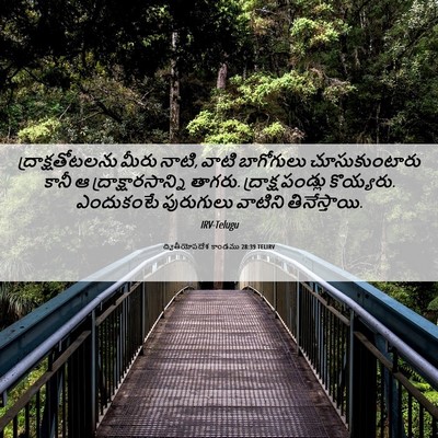Picture 06 - ద్వితీయోపదేశ కాండము 28:39 TELIRV - ద్రాక్షతోటలను - Bible Verse Picture