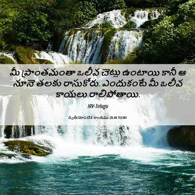 Picture 06 - ద్వితీయోపదేశ కాండము 28:40 TELIRV - మీ ప్రాంతమంతా - Bible Verse Picture
