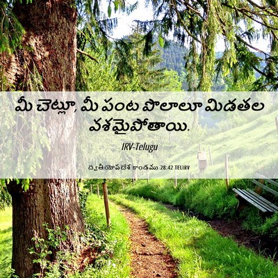 Picture 06 - ద్వితీయోపదేశ కాండము 28:42 TELIRV - మీ చెట్లూ, మీ పంట - Bible Verse Picture