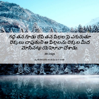 Picture 06 - ద్వితీయోపదేశ కాండము 32:11 TELIRV - గద్ద తన గూడు రేపి - Bible Verse Picture
