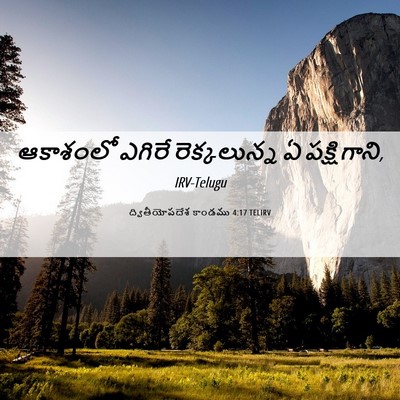 Picture 06 - ద్వితీయోపదేశ కాండము 4:17 TELIRV - ఆకాశంలో ఎగిరే - Bible Verse Picture