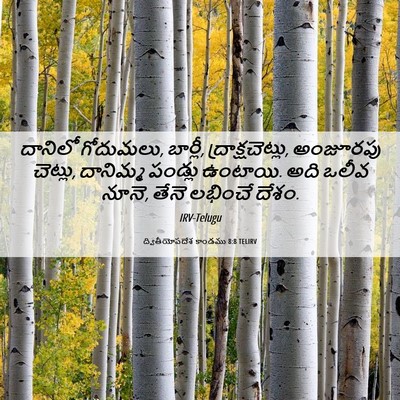 Picture 06 - ద్వితీయోపదేశ కాండము 8:8 TELIRV - దానిలో గోదుమలు, - Bible Verse Picture