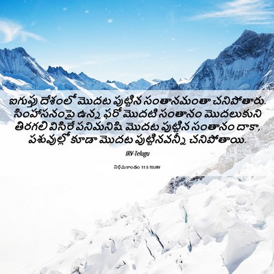 Picture 06 - నిర్గమకాండం 11:5 TELIRV - ఐగుప్తు దేశంలో - Bible Verse Picture