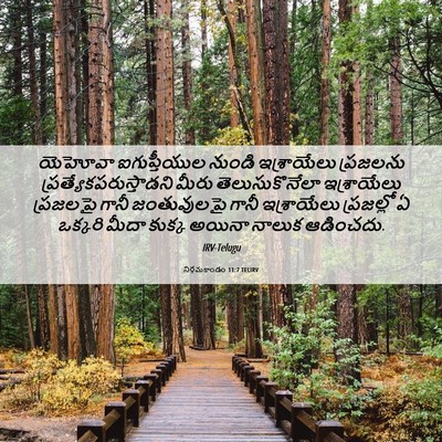 Picture 06 - నిర్గమకాండం 11:7 TELIRV - యెహోవా ఐగుప్తీయుల - Bible Verse Picture
