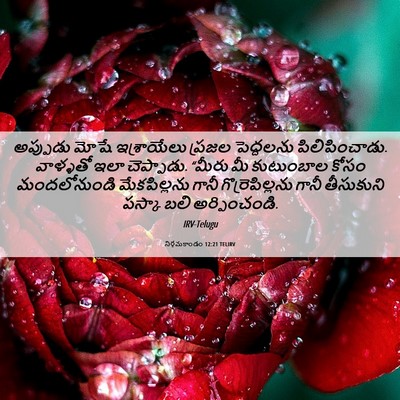Picture 06 - నిర్గమకాండం 12:21 TELIRV - అప్పుడు మోషే - Bible Verse Picture