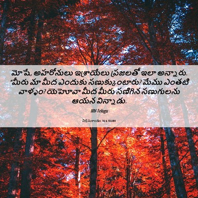 Picture 06 - నిర్గమకాండం 16:6 TELIRV - మోషే, అహరోనులు - Bible Verse Picture