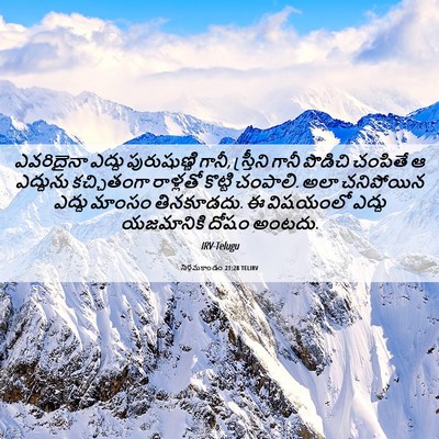 Picture 06 - నిర్గమకాండం 21:28 TELIRV - ఎవరిదైనా ఎద్దు - Bible Verse Picture