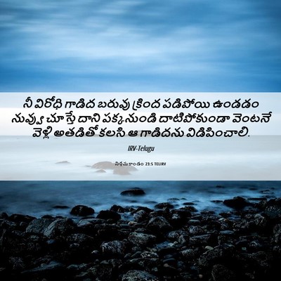 Picture 06 - నిర్గమకాండం 23:5 TELIRV - నీ విరోధి గాడిద - Bible Verse Picture