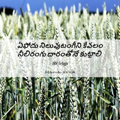 Picture 06 - నిర్గమకాండం 28:31 TELIRV - ఏఫోదు - Bible Verse Picture