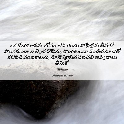 Picture 06 - నిర్గమకాండం 29:2 TELIRV - ఒక కోడెదూడను, లోపం - Bible Verse Picture
