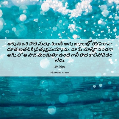 Picture 06 - నిర్గమకాండం 3:2 TELIRV - అక్కడ ఒక పొద మధ్య - Bible Verse Picture