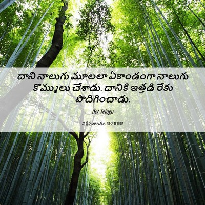 Picture 06 - నిర్గమకాండం 38:2 TELIRV - దాని నాలుగు మూలలా - Bible Verse Picture
