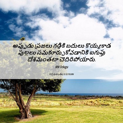 Picture 06 - నిర్గమకాండం 5:12 TELIRV - అప్పుడు ప్రజలు - Bible Verse Picture