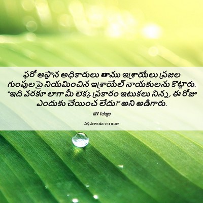 Picture 06 - నిర్గమకాండం 5:14 TELIRV - ఫరో ఆస్థాన - Bible Verse Picture