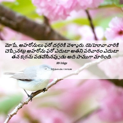 Picture 06 - నిర్గమకాండం 7:10 TELIRV - మోషే, అహరోనులు ఫరో - Bible Verse Picture