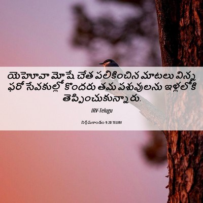 Picture 06 - నిర్గమకాండం 9:20 TELIRV - యెహోవా మోషే చేత - Bible Verse Picture