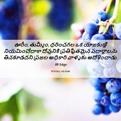 Picture 06 - నెహెమ్యా 7:65 TELIRV - ఊరీం, తుమ్మీం, - Bible Verse Picture