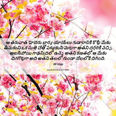 Picture 06 - న్యాయాధిపతులు 4:21 TELIRV - ఆ తరువాత హెబెరు - Bible Verse Picture
