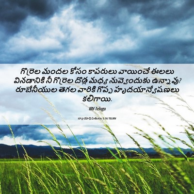 Picture 06 - న్యాయాధిపతులు 5:16 TELIRV - గొర్రెల మందల కోసం - Bible Verse Picture