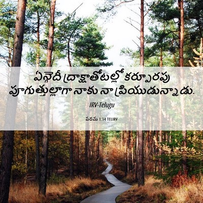 Picture 06 - పరమ 1:14 TELIRV - ఏన్గెదీ - Bible Verse Picture