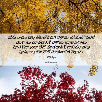 Picture 06 - పరమ 6:11 TELIRV - నేను బాదం చెట్ల - Bible Verse Picture