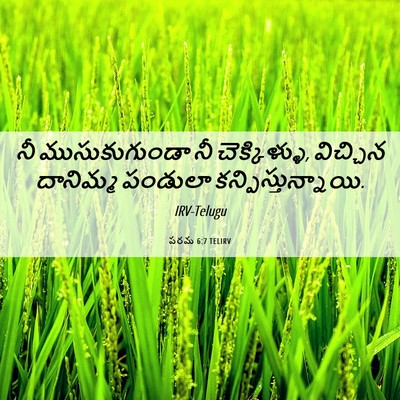 Picture 06 - పరమ 6:7 TELIRV - నీ ముసుకుగుండా నీ - Bible Verse Picture