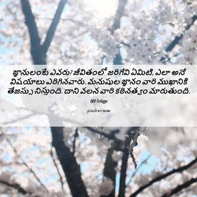Picture 06 - ప్రసంగి 8:1 TELIRV - జ్ఞానులంటే ఎవరు? - Bible Verse Picture
