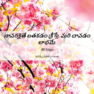 Picture 06 - ఫిలిప్పీ పత్రిక 1:21 TELIRV - నావరకైతే బతకడం - Bible Verse Picture