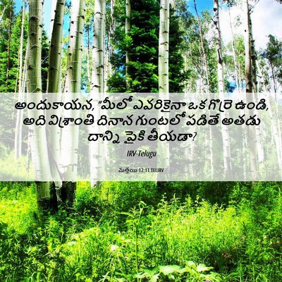 Picture 06 - మత్తయి 12:11 TELIRV - అందుకాయన, “మీలో - Bible Verse Picture