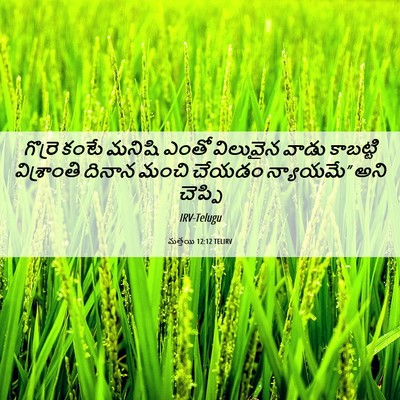 Picture 06 - మత్తయి 12:12 TELIRV - గొర్రె కంటే మనిషి - Bible Verse Picture