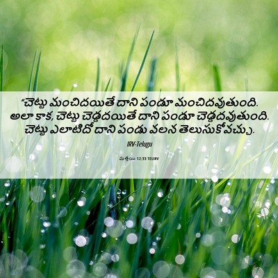 Picture 06 - మత్తయి 12:33 TELIRV - “చెట్టు మంచిదయితే - Bible Verse Picture