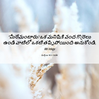Picture 06 - మత్తయి 18:11 TELIRV - “మీరేమంటారు? ఒక - Bible Verse Picture