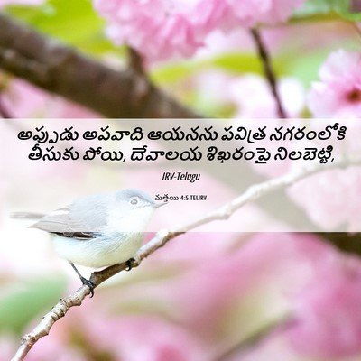 Picture 06 - మత్తయి 4:5 TELIRV - అప్పుడు అపవాది - Bible Verse Picture
