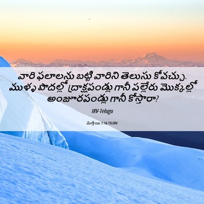Picture 06 - మత్తయి 7:16 TELIRV - వారి ఫలాలను బట్టి - Bible Verse Picture