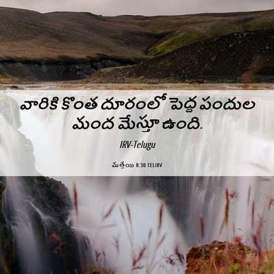 Picture 06 - మత్తయి 8:30 TELIRV - వారికి కొంత - Bible Verse Picture
