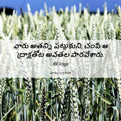 Picture 06 - మార్కు 12:8 TELIRV - వారు అతన్ని - Bible Verse Picture