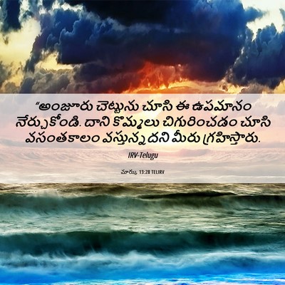 Picture 06 - మార్కు 13:28 TELIRV - “అంజూరు చెట్టును - Bible Verse Picture