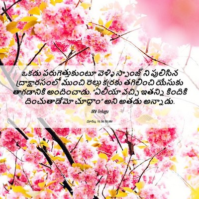 Picture 06 - మార్కు 15:36 TELIRV - ఒకడు - Bible Verse Picture