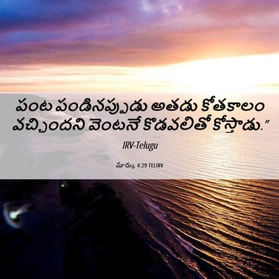 Picture 06 - మార్కు 4:29 TELIRV - పంట పండినప్పుడు - Bible Verse Picture