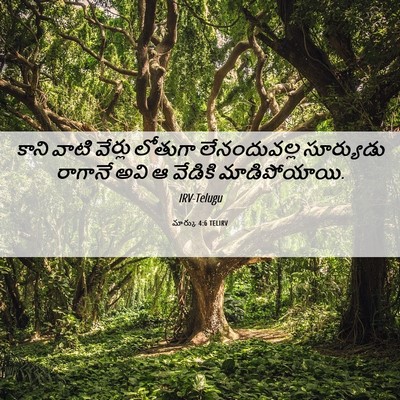 Picture 06 - మార్కు 4:6 TELIRV - కాని వాటి వేర్లు - Bible Verse Picture