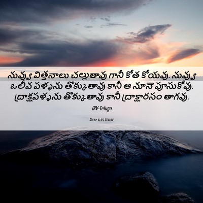 Picture 06 - మీకా 6:15 TELIRV - నువ్వు విత్తనాలు - Bible Verse Picture