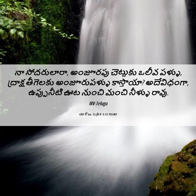 Picture 06 - యాకోబు పత్రిక 3:12 TELIRV - నా సోదరులారా, - Bible Verse Picture